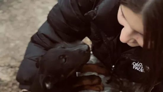 Árván maradt, bántalmazott kutyák karácsonyát teszi szebbé a 15 éves lány