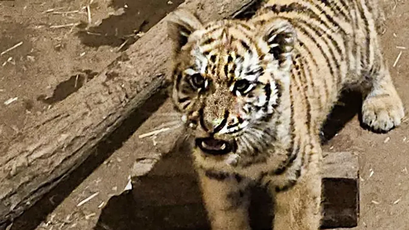 Drog és tigriskölyök: lecsapott a rendőrség Tiszafüreden