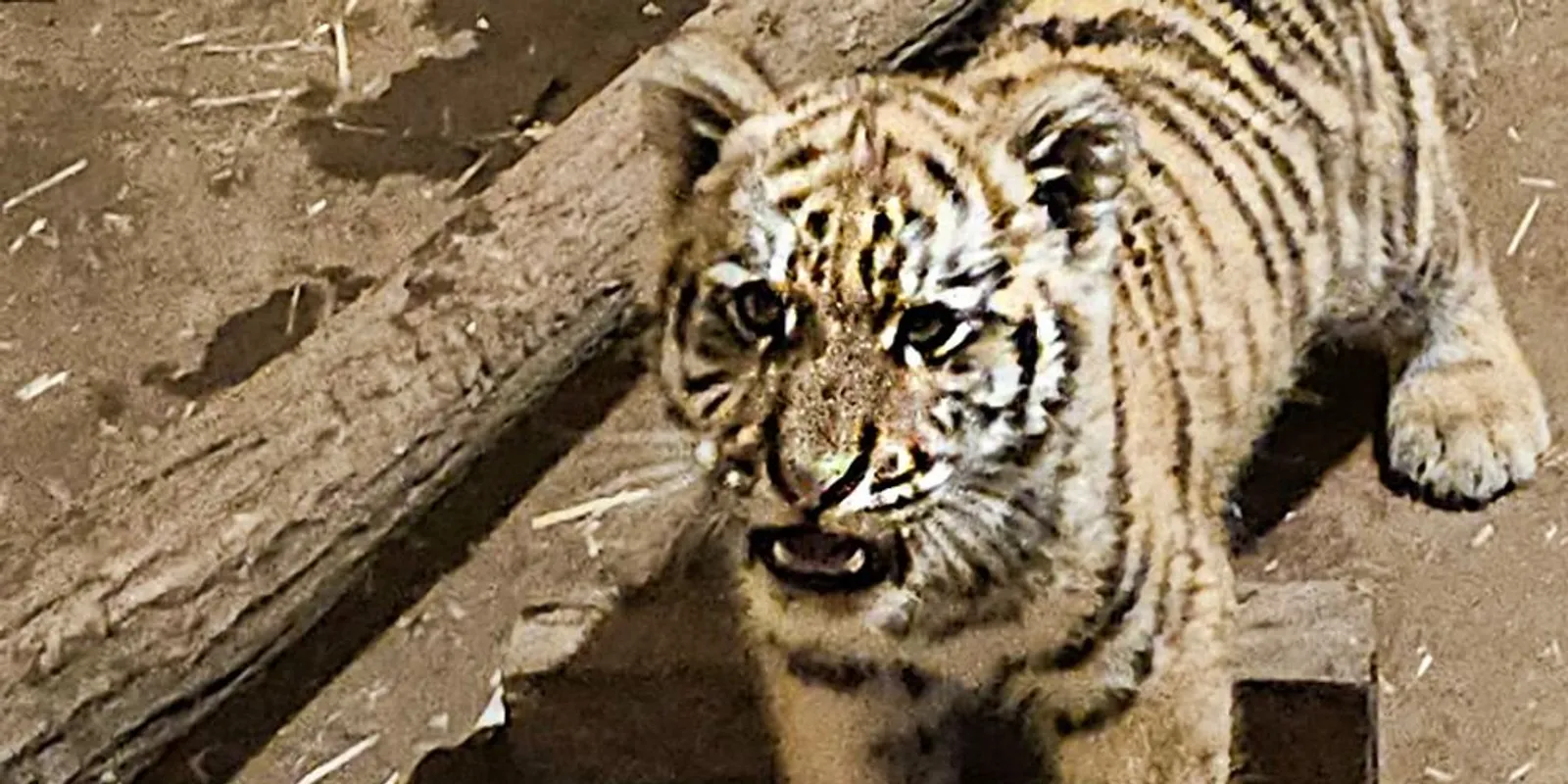 Drog és tigriskölyök: lecsapott a rendőrség Tiszafüreden