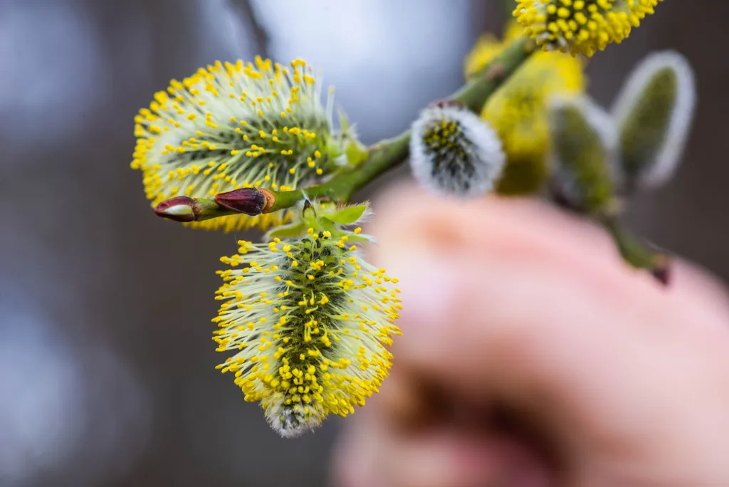 év fája
Kecskefűz hímivarú barkái