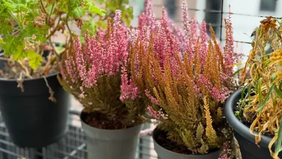 Ezeket a virágokat szerezd be most: tavaszig díszítik a teraszt