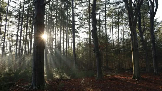 Nem mindenki örülhet a tavaszias időjárásnak