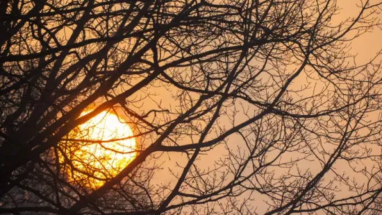 Ma van Disznóölő Tamás napja, de mit is jelent ez?