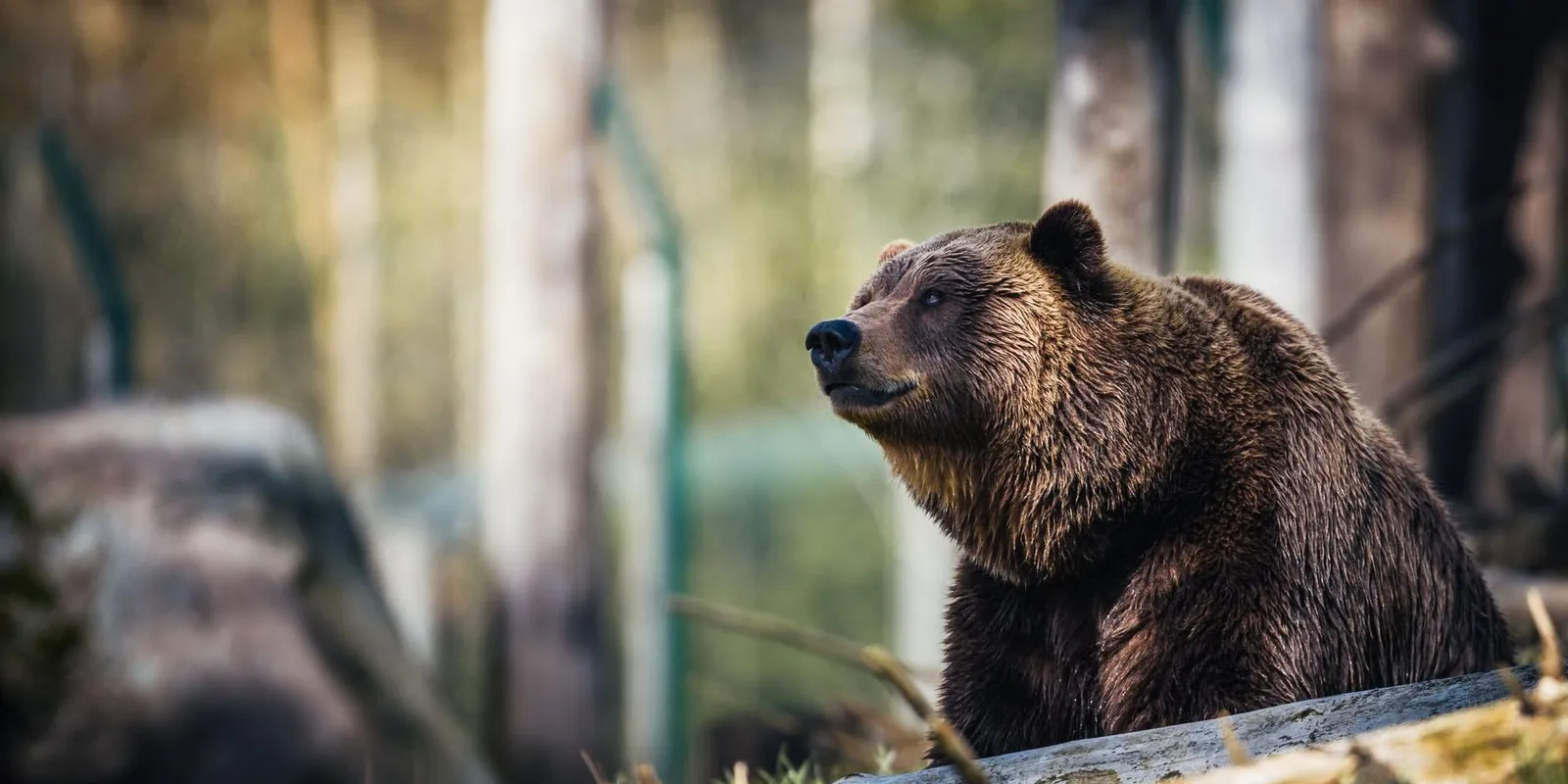 Ismét felbukkant a medve Eger környékén - itt látták