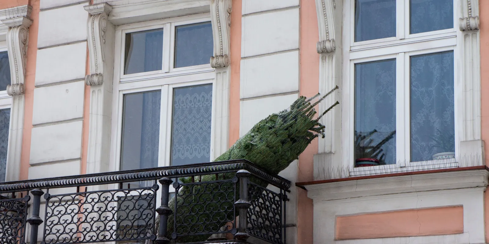 Így tárold a vágott fenyőt, hogy sokáig ne hulljon a levele