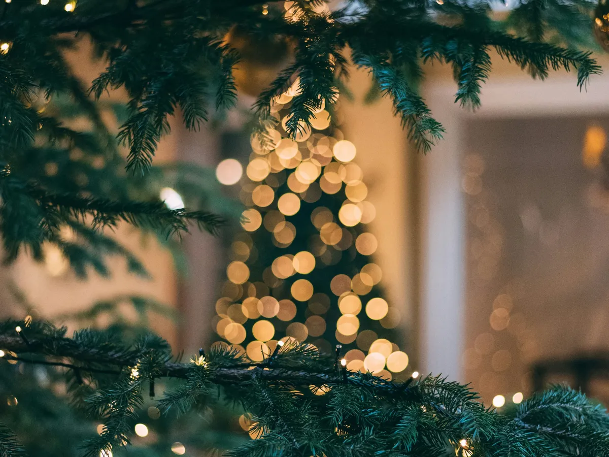 karácsony, karácsonyfa, fenyőfa