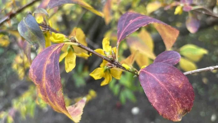 Megbolondult a természet, durva mi történik