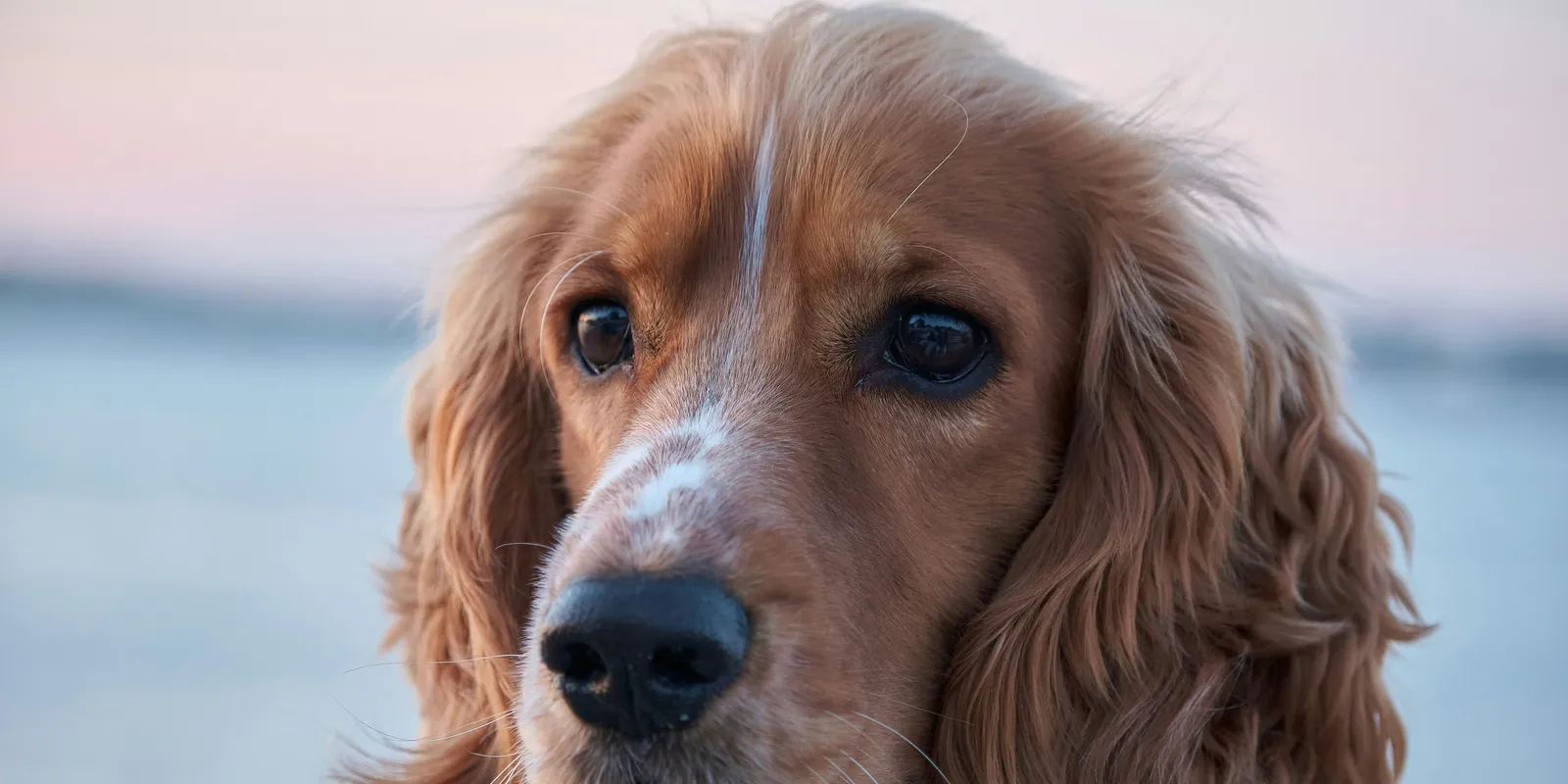 Felháborította az embereket a Tisza kisállatadójának terve