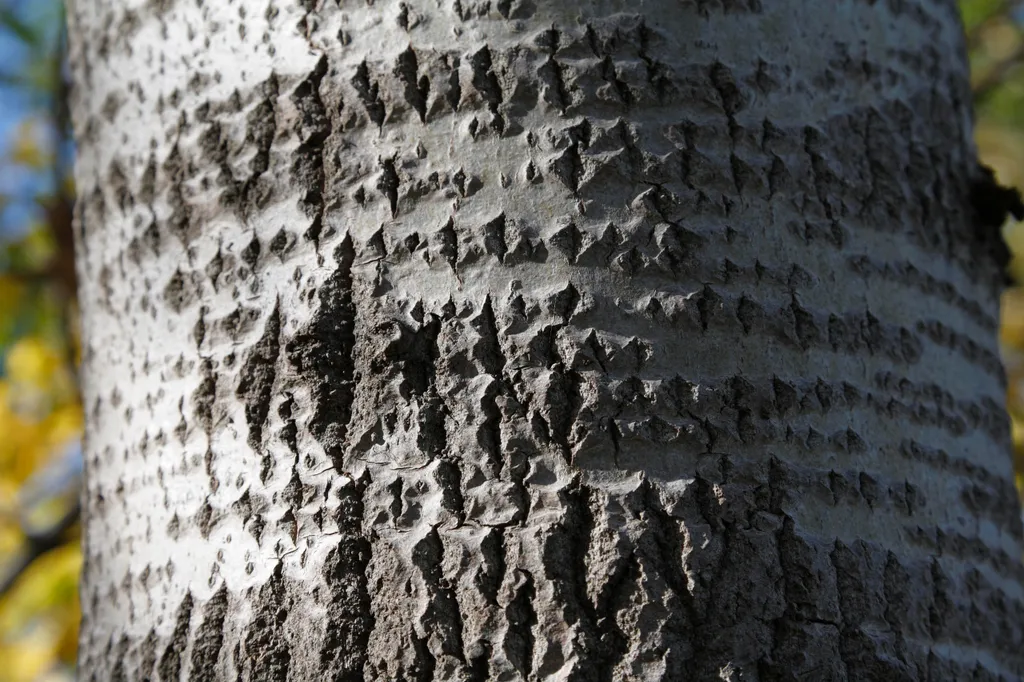 év fája
rezgő nyárfa törzs