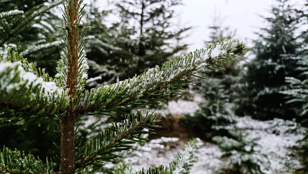 Fehér karácsony köszöntött be az Őrségben
