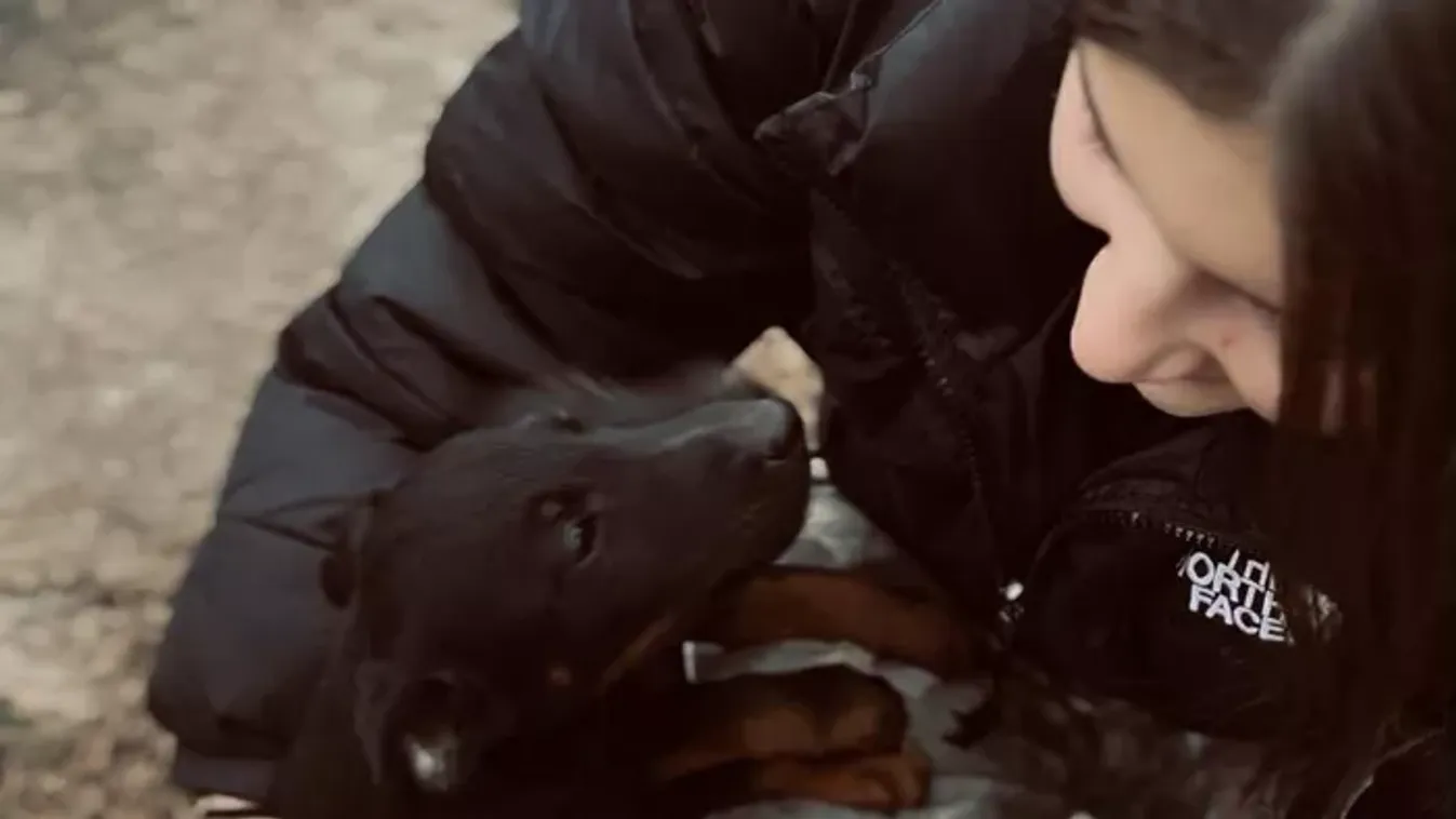 Árván maradt kutyák karácsonyát teszi szebbé a 15 éves lány