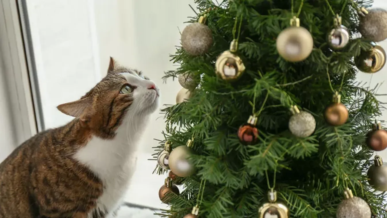 Macskások, figyelem: ezt soha ne tedd a karácsonyfával