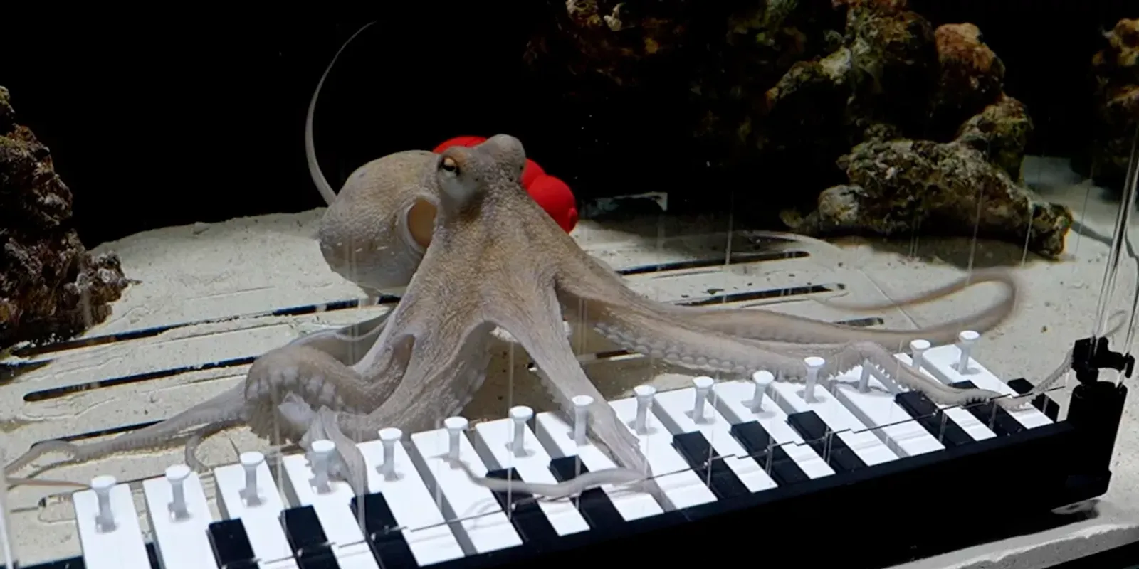 Megtanította zongorázni a házi polipját egy svéd zenész