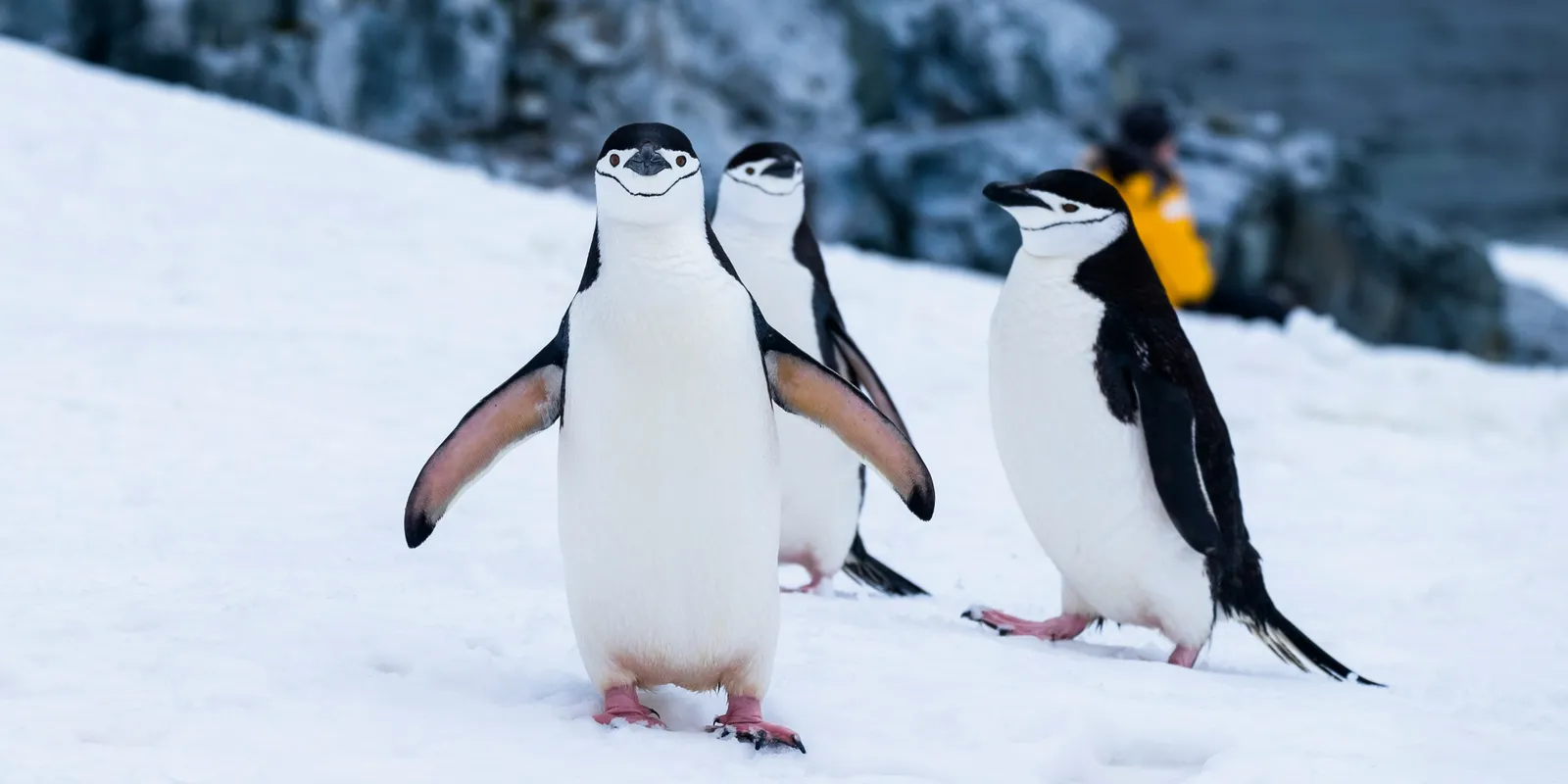 Nem vicc! Így kell biztonságosan, pingvinként járni a jégen