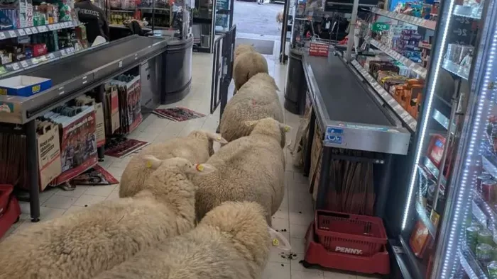 Birkanyáj foglalt el egy hipermarketet Németországban