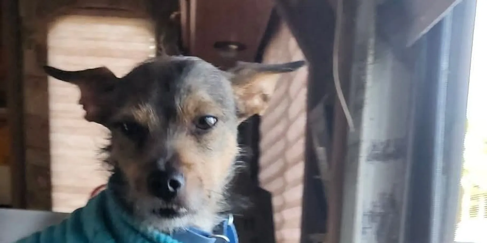 A kutyájuk mentette meg a tűztől az anyát és lányát