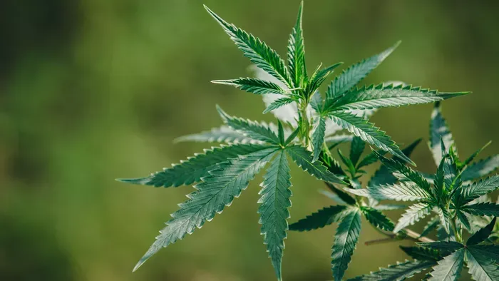 A szívsebész válaszol! Ennyire káros a marihuána ránk