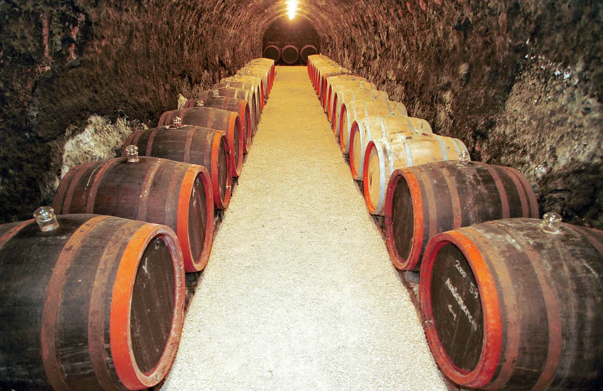 Degenfeld pince 7 HCS Vince-nap