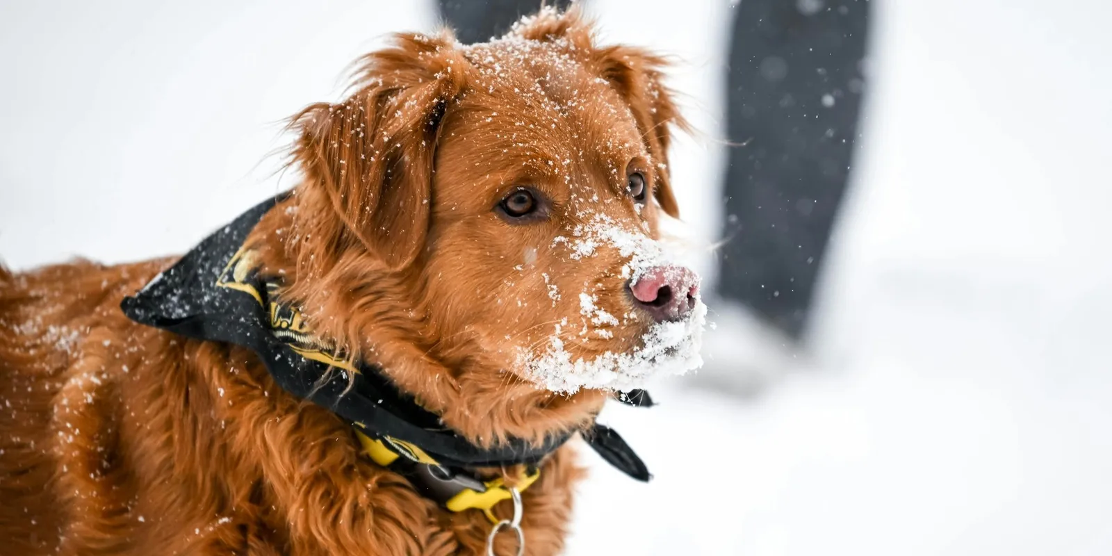 A téli kutyasétáltatás alapszabályai kedvenceink védelmére