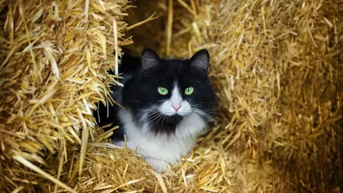 Fontos segítséget kaptak az állatmenhelyek