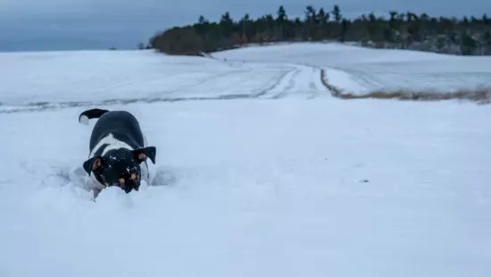 A hideg idő veszélyes az állatokra! Így védhetjük meg házikedvenceinket