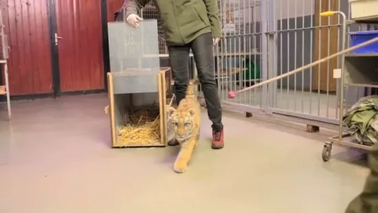 A tiszafüredi kistigris már nem kicsi, megharapta gondozóját is - Ide szállítják át!