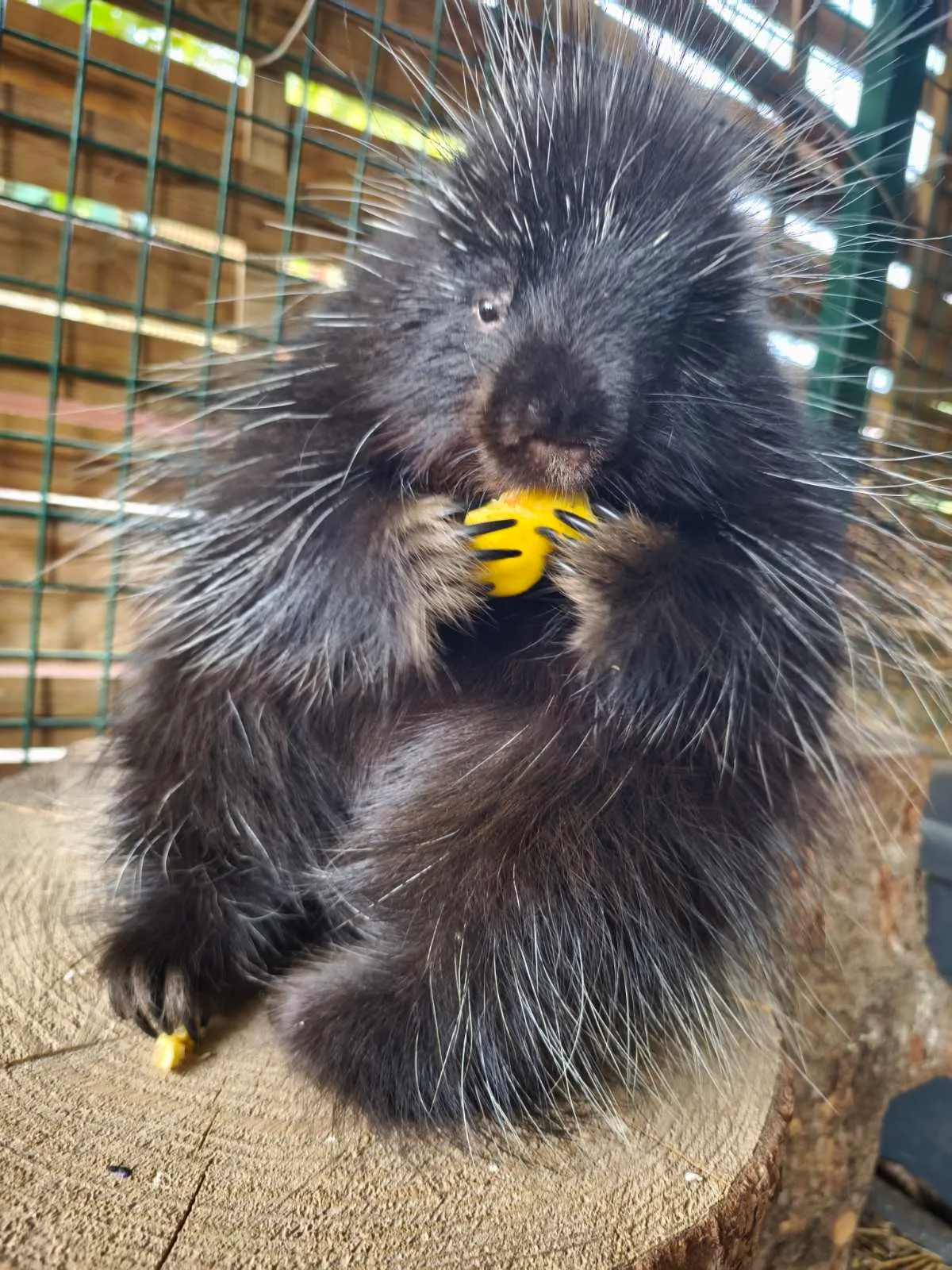 Minden finomságot megkapnak az állatok a MancsRanch-on