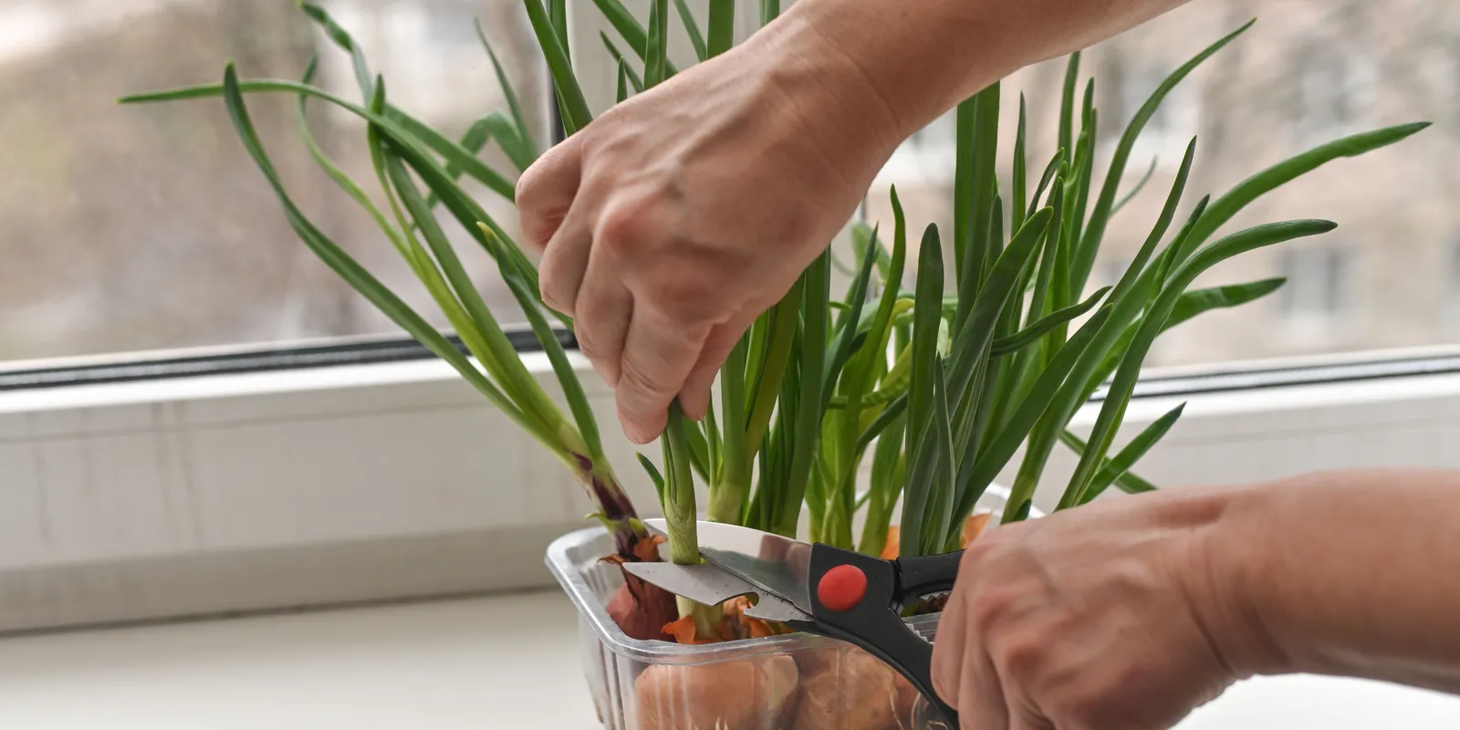 Így nevelj januárban zsenge újhagymát, jó sokat egyszerre