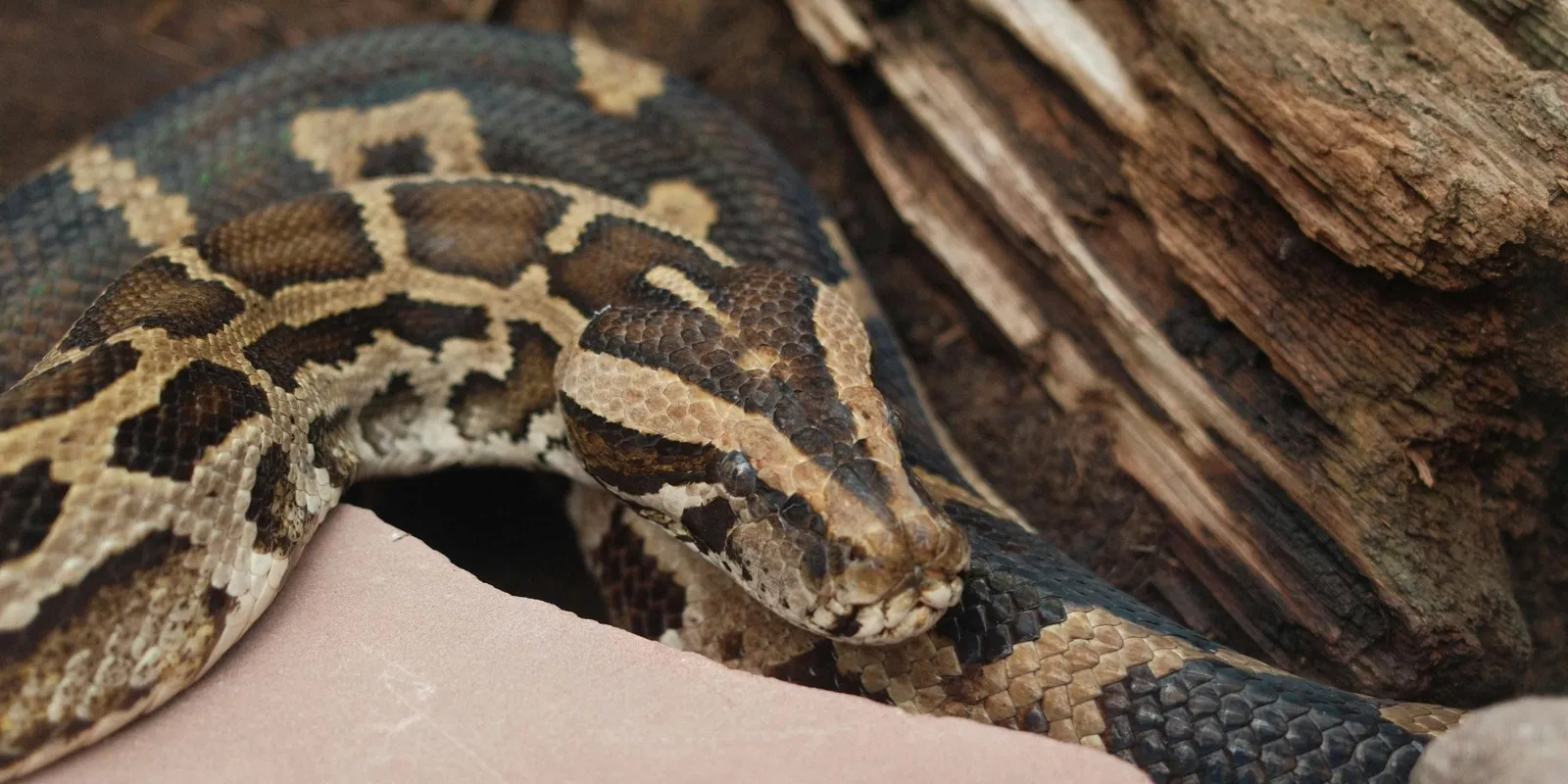 „Bébi, ne mozdulj!" - Egy piton feküdt a kismama mellkasán