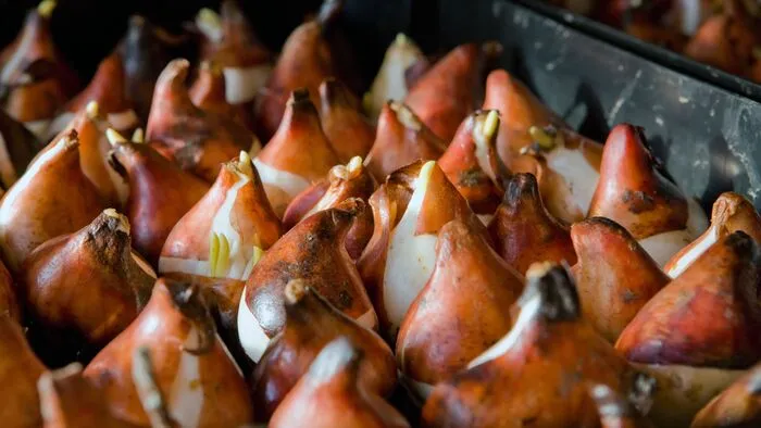 Itt a nagy tulipántrükk: Ez zseniális!