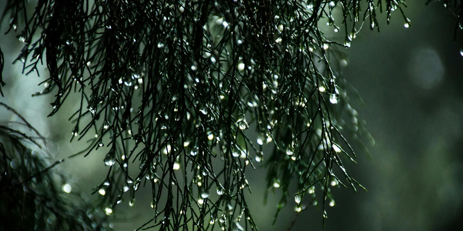 Elő az esernyőkkel! Közelednek a tavasz előtti esőzések