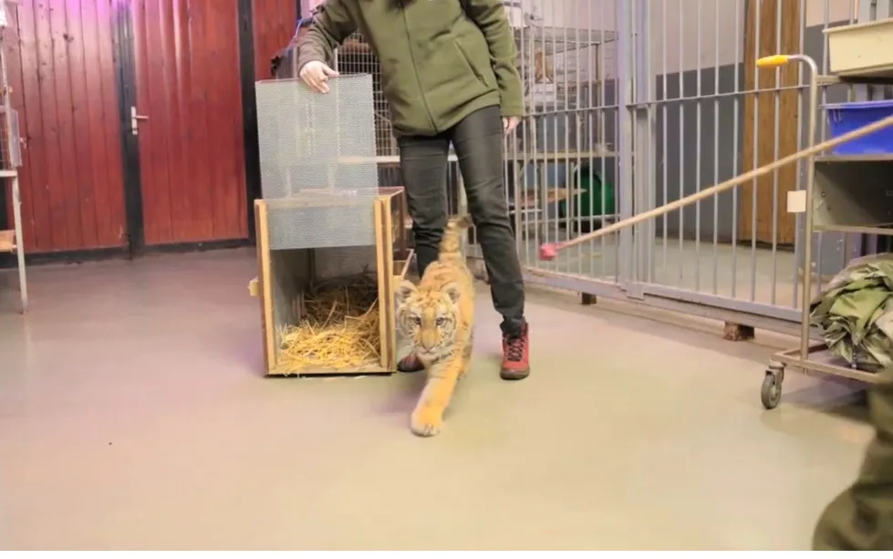 Tiszafüredi kistigris a TV2 új műsorában