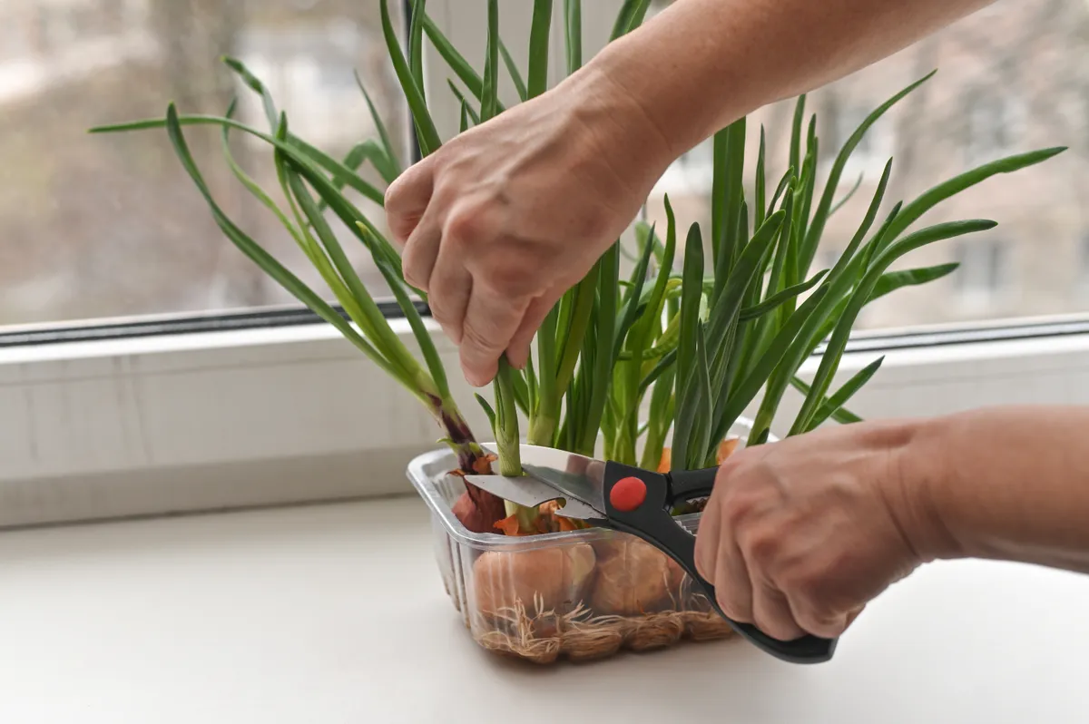 Újhagyma januárban: a lakásban is szüretelhetsz!