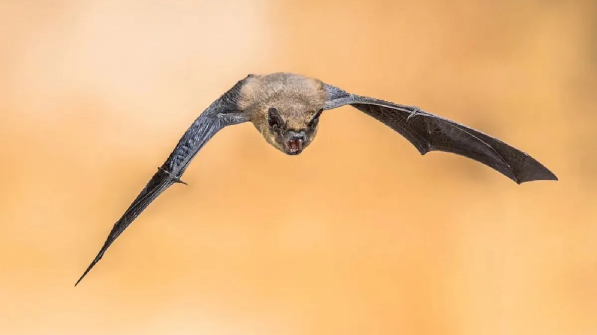 nipah-vírus terjesztője