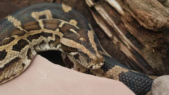 „Bébi, ne mozdulj!" - Egy piton feküdt a kismama mellkasán