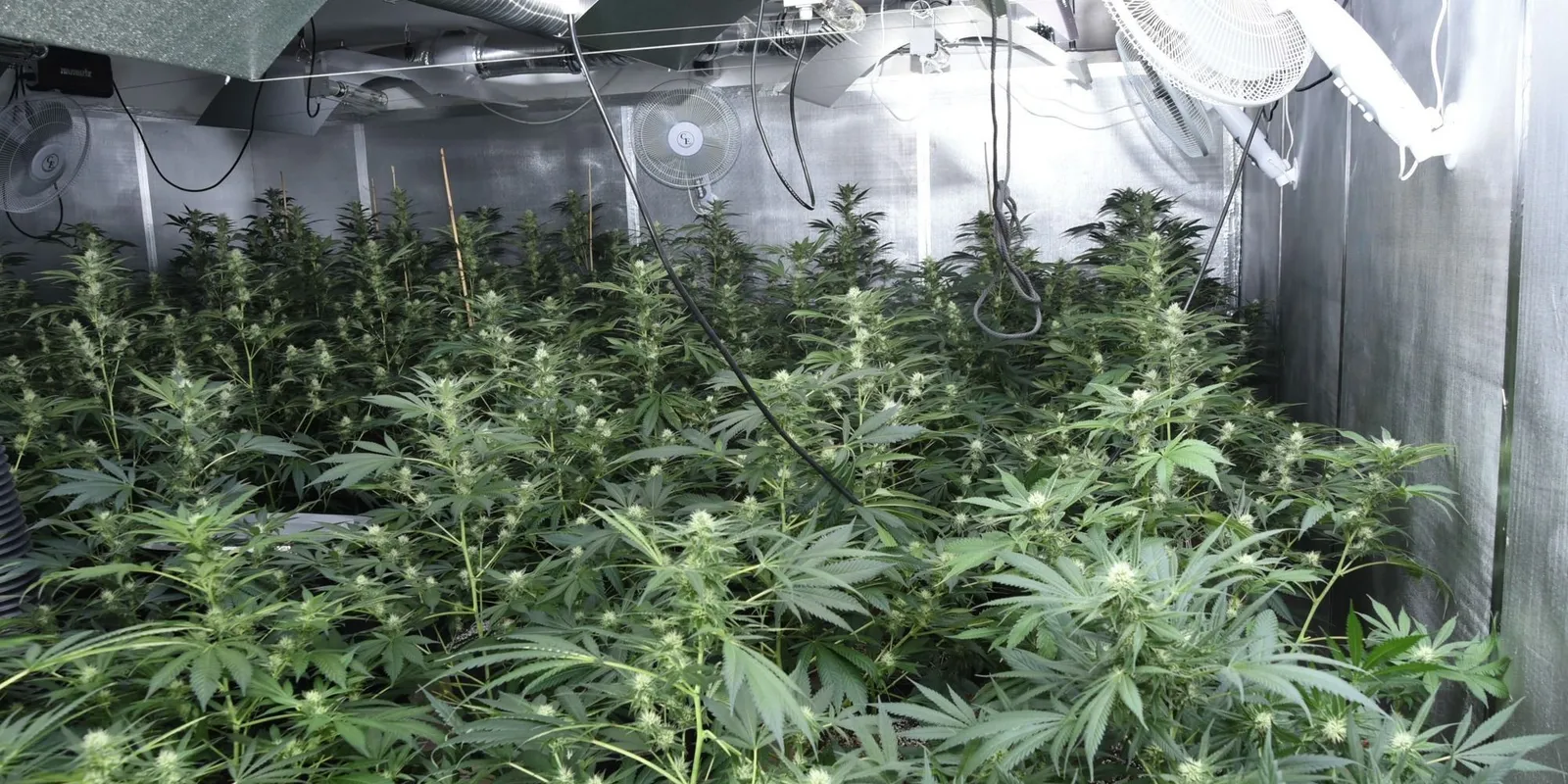 Hatalmas drogfarmot fedeztek fel egy rendőrőrssel szemben