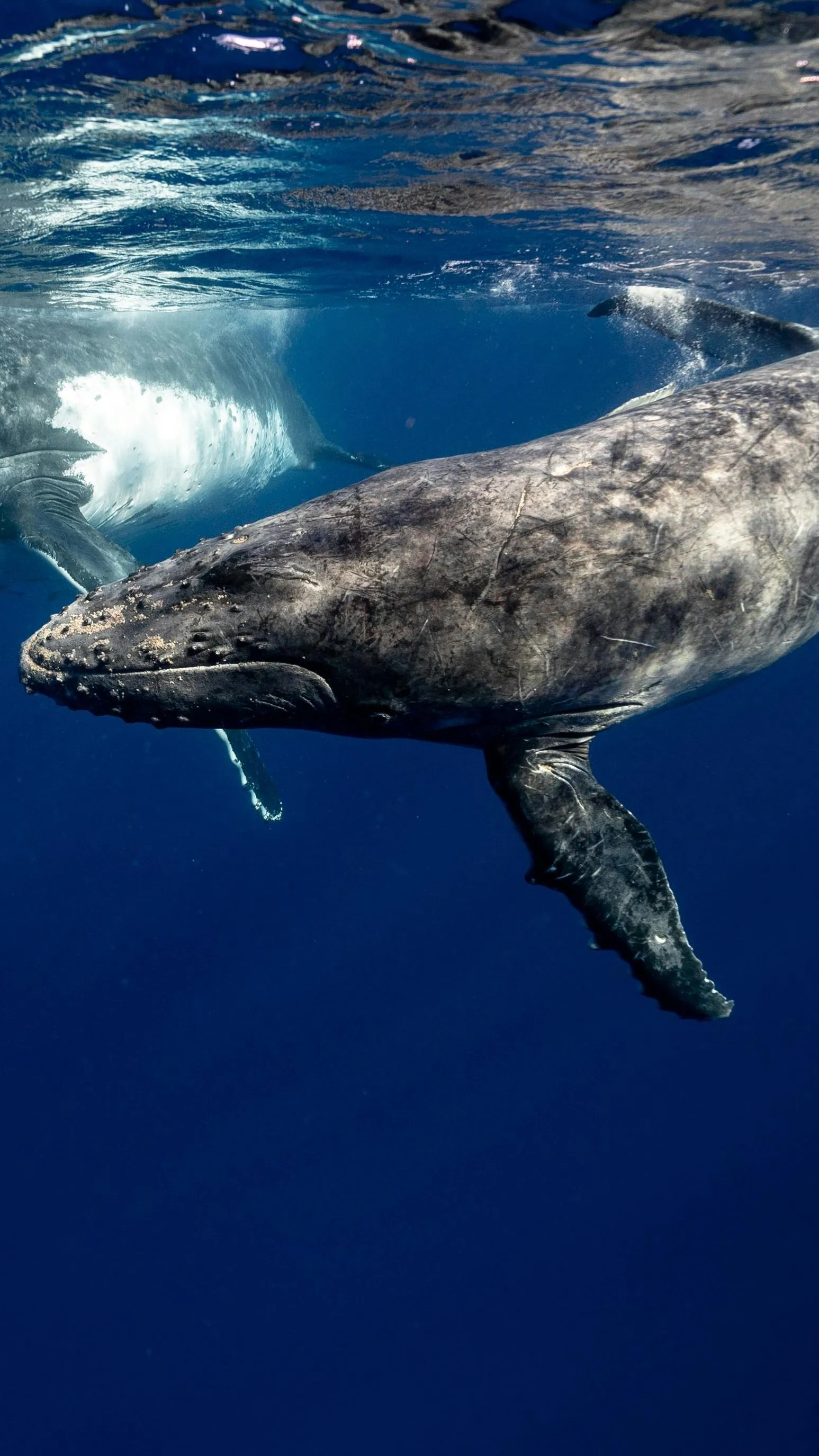 Vitorlásokat támadnak gyilkos bálnák Spanyolországban
