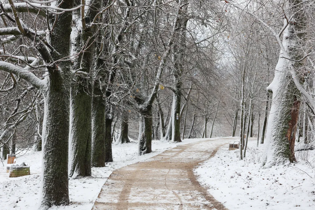 20251122 Budapest Normafa tél havas táj és első havazás hangulata
foto Tumbász Hédi