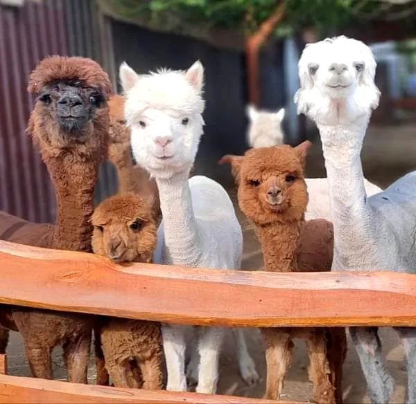 Az alpakák már megszokták, hogy fotózzák őket