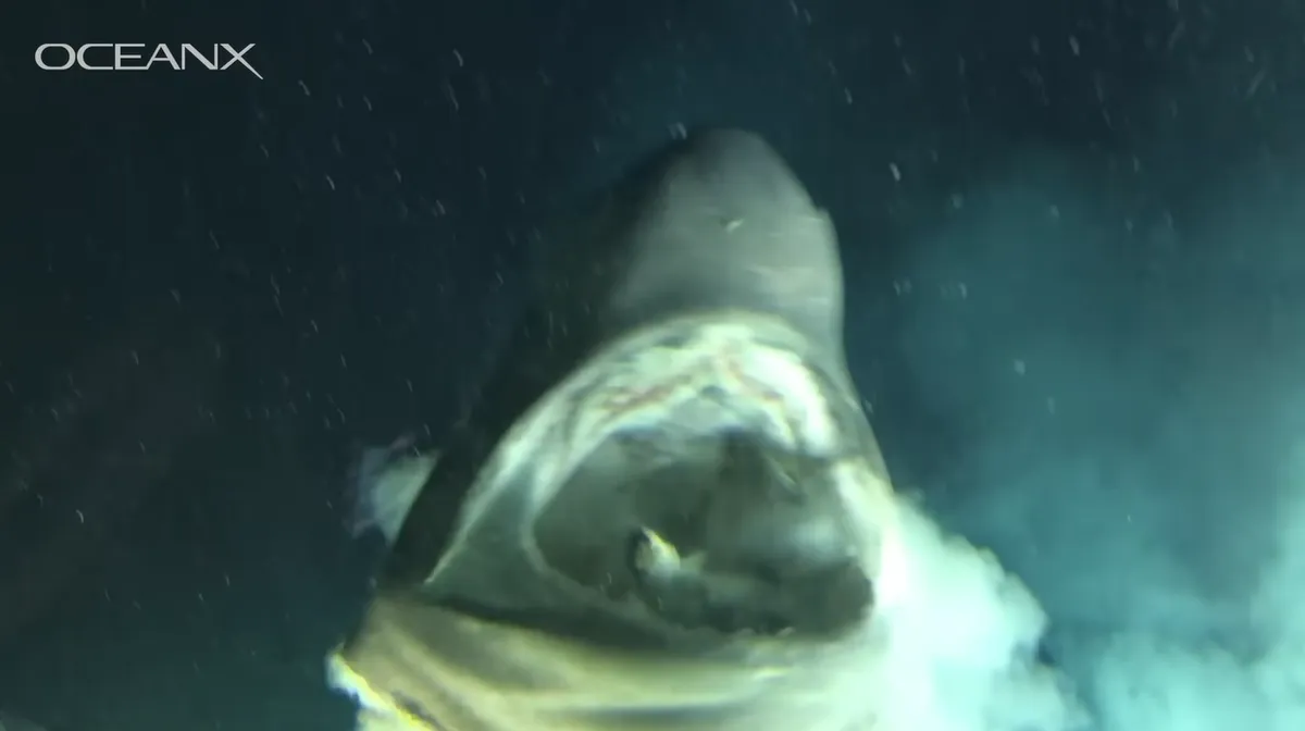 A rejtélyes lény egy dinoszauruszok kora előtti cápa fajta