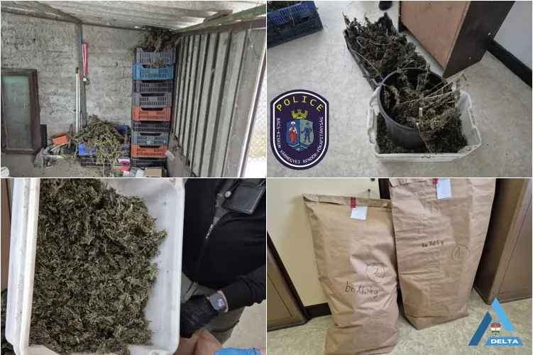 Ládákban állt a marihuána a drogterjesztőnél fotó