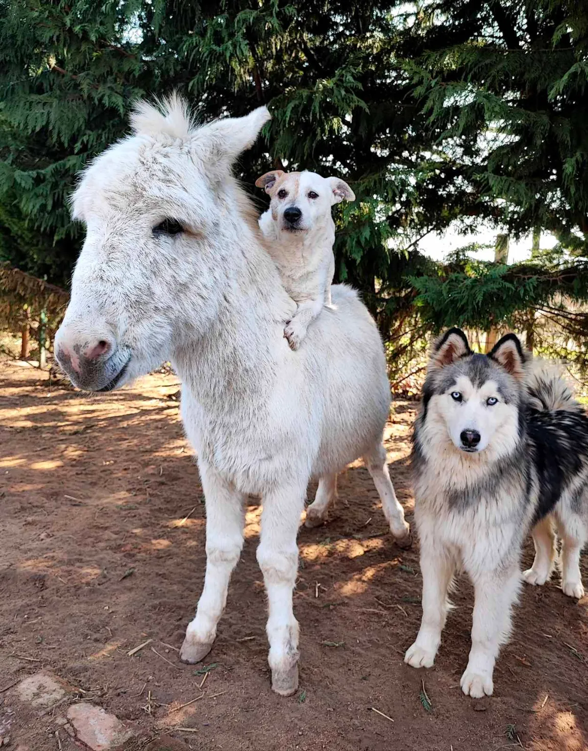 A MancsRanch lakói mindig együtt vannak