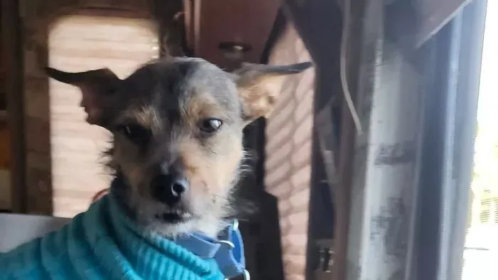 A kutyájuk mentette meg a tűztől az anyát és lányát