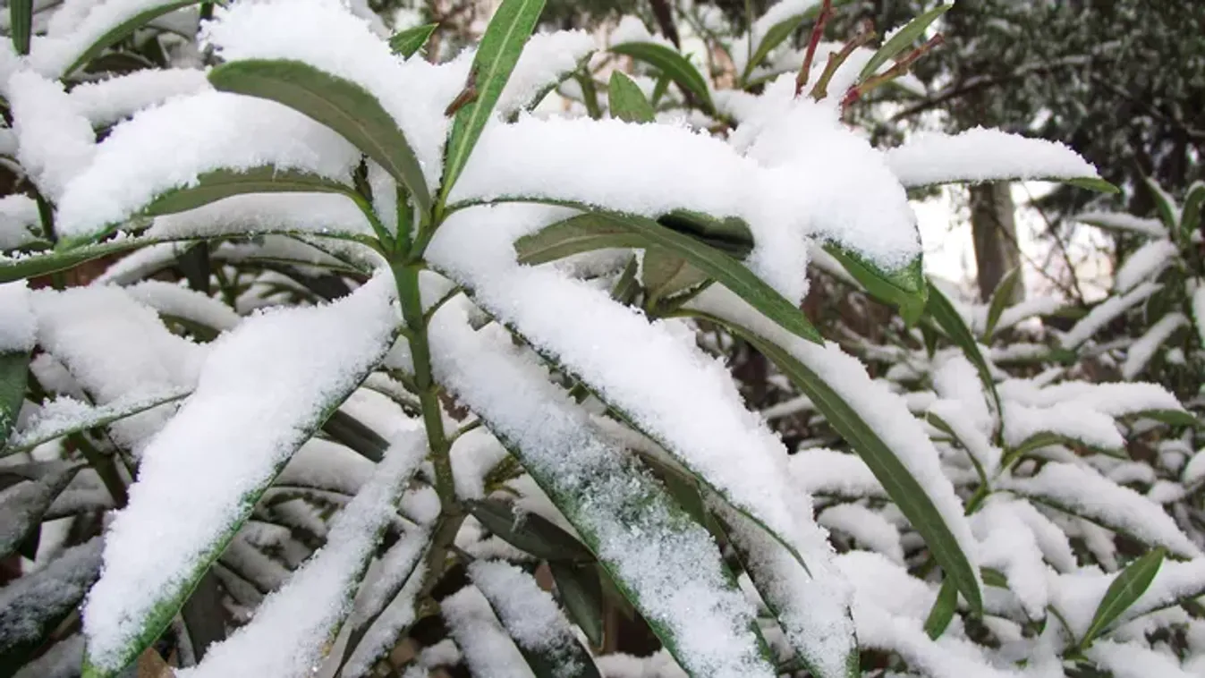 Durva, mi tett az idei január a leanderekkel