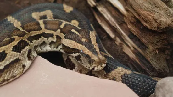 „Bébi, ne mozdulj!" - Egy piton feküdt a kismama mellkasán