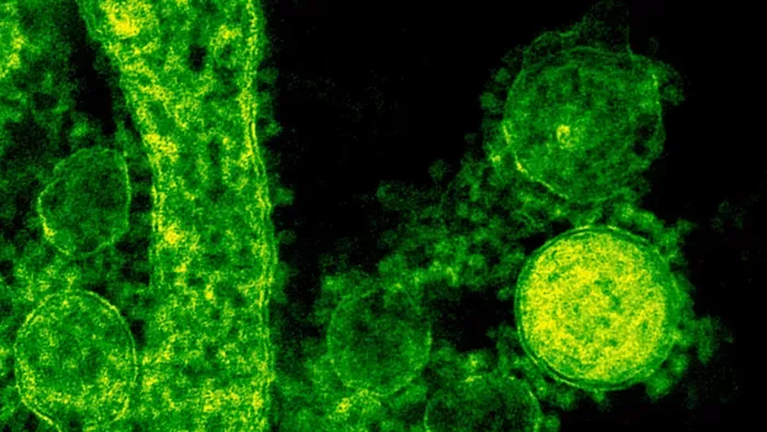 Fertőző gyilkos gombára figyelmeztetnek a tudósok