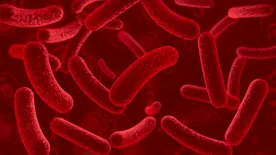 Járvány tört ki egy magyar általános iskolában, a tanulók fele megbetegedett