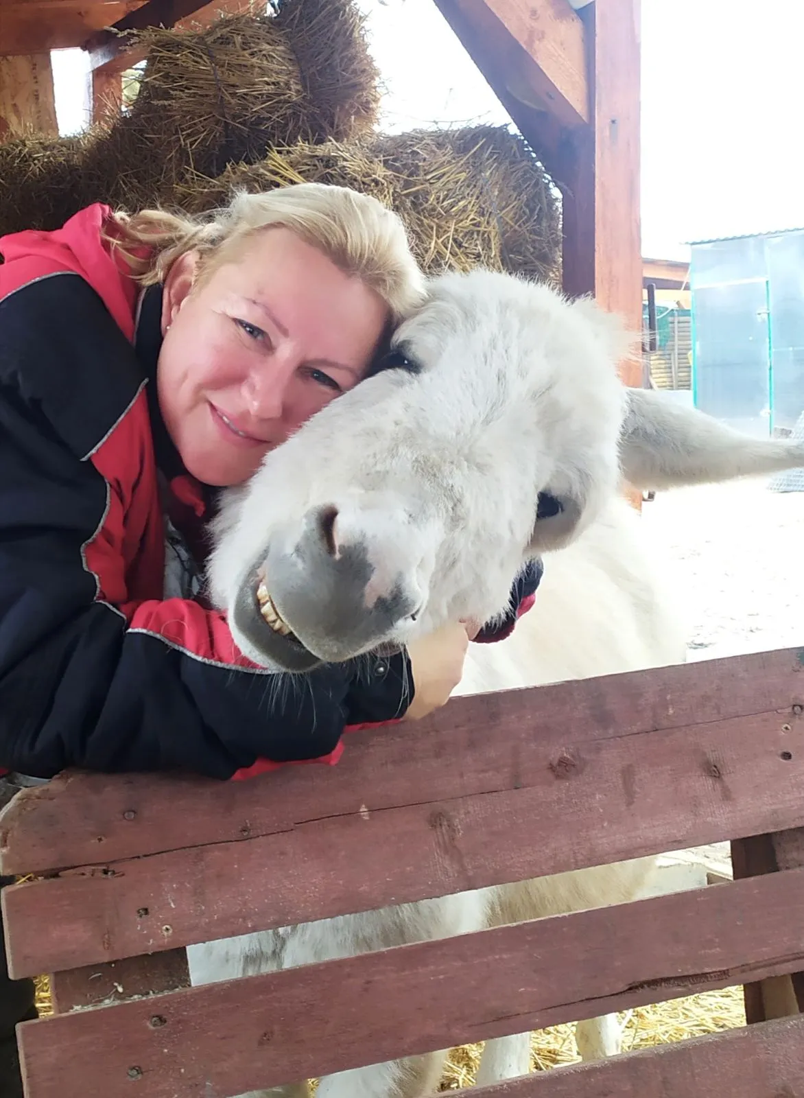 Kókusz, a törpeszamár a rajongók kedvence
