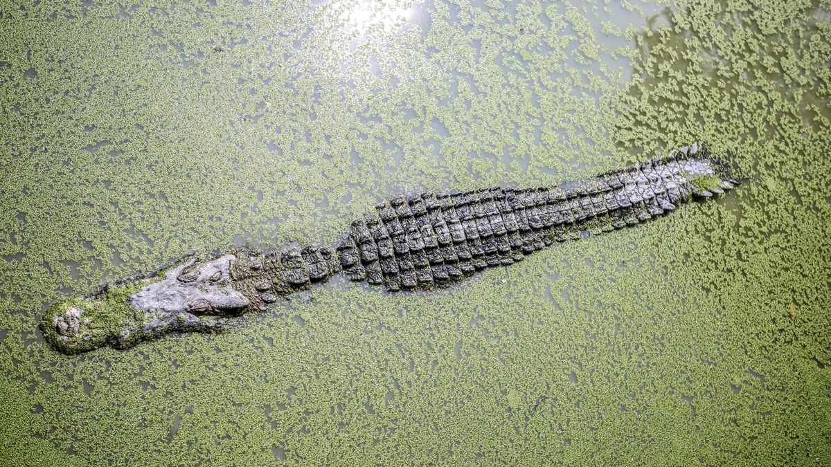 Egy eltűnt üzletembert ehetett meg a krokodil.