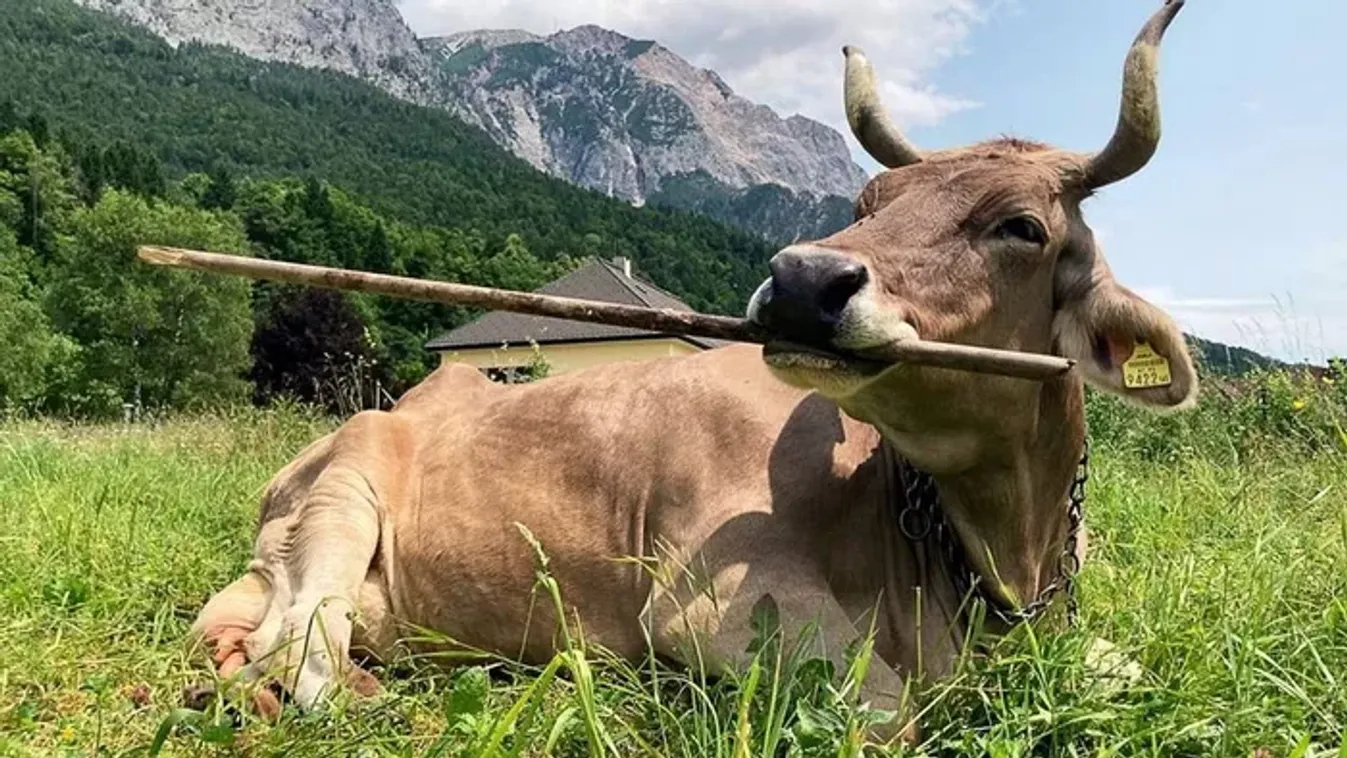 Felfedezték a világ első eszközhasználó szarvasmarháját
